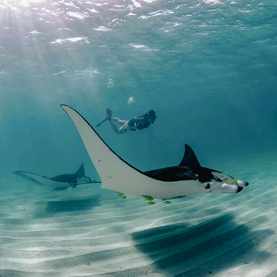 Manta Bay